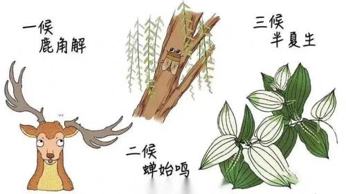 今日夏至|愿所有美好亦如約而至！