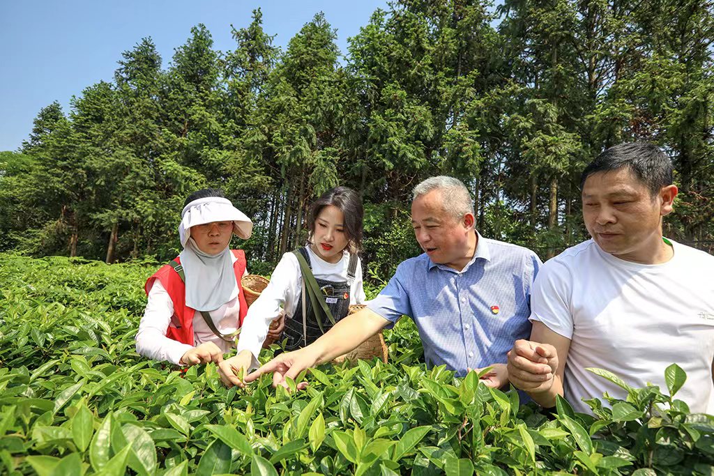 采茶助農(nóng)正當(dāng)時(shí) 主題黨日暖人心