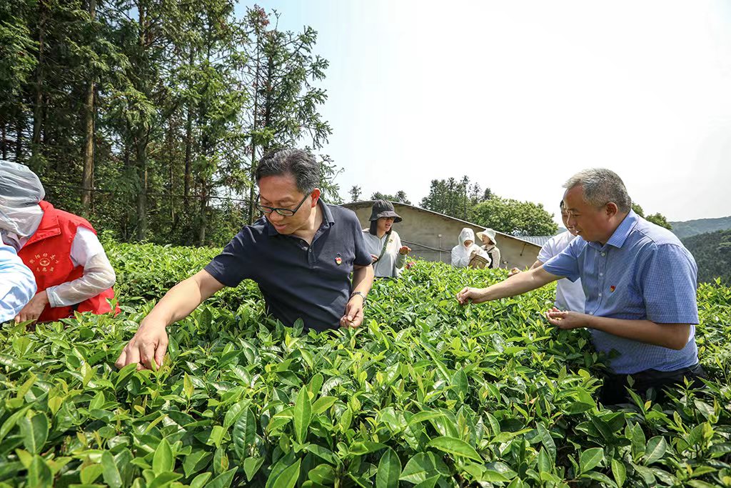 采茶助農(nóng)正當(dāng)時(shí) 主題黨日暖人心